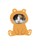 紫友会 保護猫スタンプ✨（個別スタンプ：14）