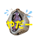 紫友会 保護猫スタンプ✨（個別スタンプ：15）