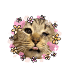 紫友会 保護猫スタンプ✨（個別スタンプ：16）
