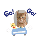 紫友会 保護猫スタンプ✨（個別スタンプ：18）
