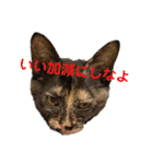 紫友会 保護猫スタンプ✨（個別スタンプ：21）