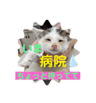 紫友会 保護猫スタンプ✨（個別スタンプ：24）