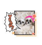 つくしとすみれ4 シーズー（個別スタンプ：1）