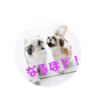つくしとすみれ4 シーズー（個別スタンプ：2）