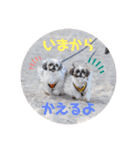 つくしとすみれ4 シーズー（個別スタンプ：3）