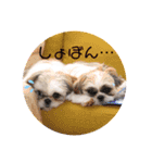 つくしとすみれ4 シーズー（個別スタンプ：4）