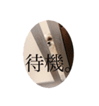 つくしとすみれ4 シーズー（個別スタンプ：8）