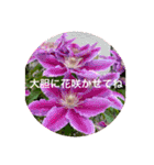 可愛いお花に優しい言葉を添えて（個別スタンプ：11）