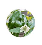 可愛いお花に優しい言葉を添えて（個別スタンプ：12）