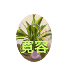可愛いお花に優しい言葉を添えて（個別スタンプ：18）