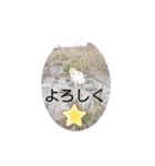 地域猫きらちゃん（個別スタンプ：5）