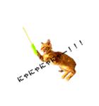 猫のドムくん（個別スタンプ：1）
