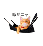 猫のドムくん（個別スタンプ：2）