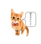 猫のドムくん（個別スタンプ：3）