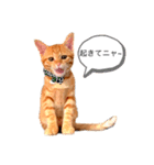 猫のドムくん（個別スタンプ：4）