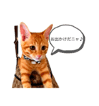 猫のドムくん（個別スタンプ：6）