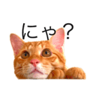 猫のドムくん（個別スタンプ：8）