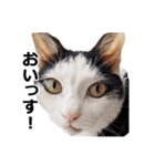 もぎちゃんスタンプ（個別スタンプ：20）
