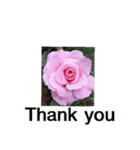 Thanks Roses（個別スタンプ：1）