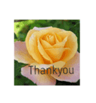 Thanks Roses（個別スタンプ：6）