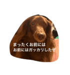ケーティー（個別スタンプ：13）