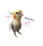 オカメのほっぺちゃん2（個別スタンプ：7）
