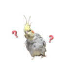 オカメのほっぺちゃん2（個別スタンプ：16）