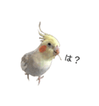 オカメのほっぺちゃん2（個別スタンプ：31）