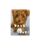 nico(^^) 我が家のトイプードル（個別スタンプ：7）
