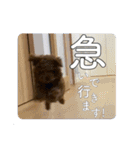nico(^^) 我が家のトイプードル（個別スタンプ：22）