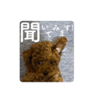 nico(^^) 我が家のトイプードル（個別スタンプ：23）
