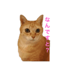 ツンデレ皇帝みるく様(庶民使い編)（個別スタンプ：5）