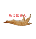 ツンデレ皇帝みるく様(庶民使い編)（個別スタンプ：7）