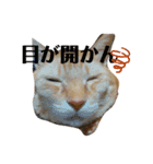 ツンデレ皇帝みるく様(庶民使い編)（個別スタンプ：8）