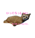 ツンデレ皇帝みるく様(庶民使い編)（個別スタンプ：15）