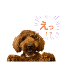 ABBEYだよ（個別スタンプ：4）