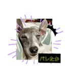 あむ＆くぅスタ（個別スタンプ：4）