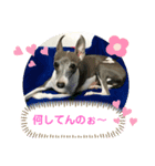 あむ＆くぅスタ（個別スタンプ：8）
