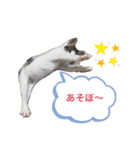 むた家スタンプ（個別スタンプ：16）