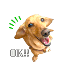 Diddy the dog（個別スタンプ：1）