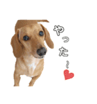 Diddy the dog（個別スタンプ：3）