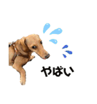 Diddy the dog（個別スタンプ：4）