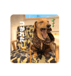 Diddy the dog（個別スタンプ：5）