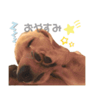 Diddy the dog（個別スタンプ：6）