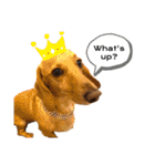 Diddy the dog（個別スタンプ：7）