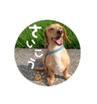 Diddy the dog（個別スタンプ：8）