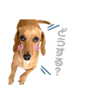 Diddy the dog（個別スタンプ：10）