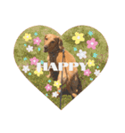 Diddy the dog（個別スタンプ：11）