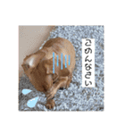 Diddy the dog（個別スタンプ：12）