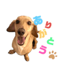 Diddy the dog（個別スタンプ：13）